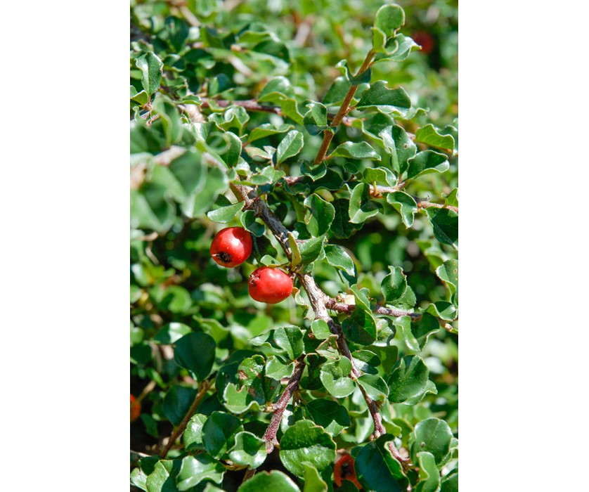 Cranberry Cotoneaster